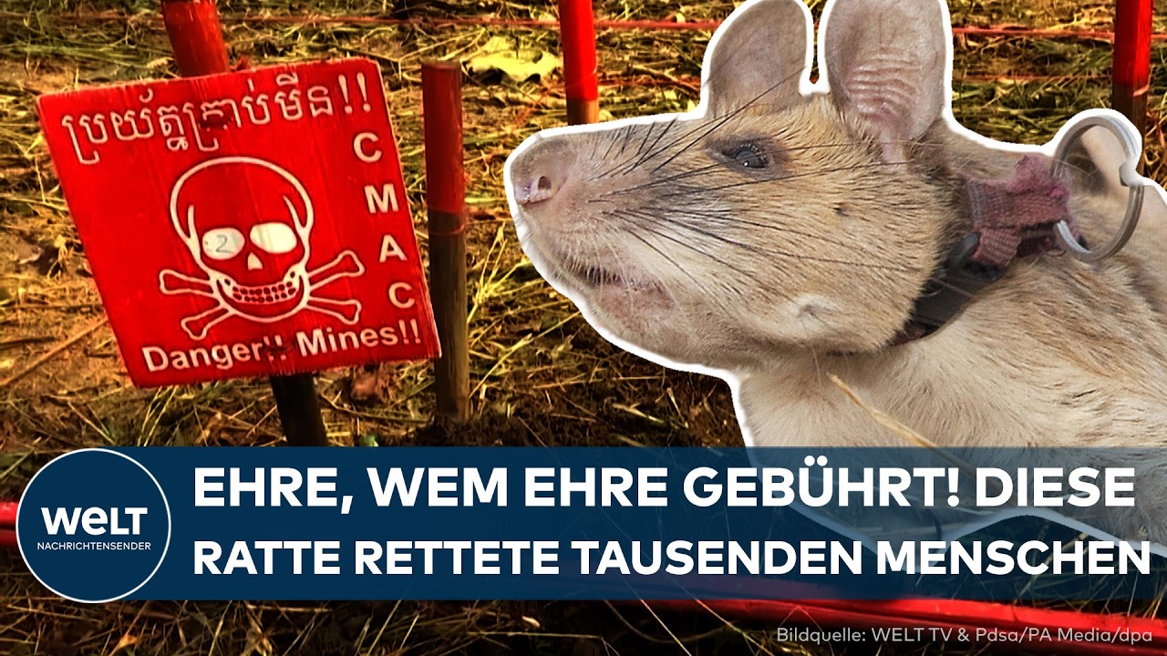 KAMBODSCHA: Minen-Spürratte Magawa mit Statue geehrt