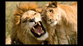 Lion (Pow Wow-Le lion est mort ce soir) VAC