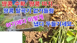 땅콩 수확, 땅콩 따기... 땅콩 탈곡기 없거들랑 여기에다 이렇게 냅다 두들기세요.( 땅콩 캐는 시기, 땅콩…