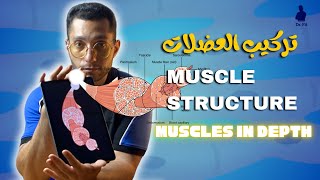 Muscle Structure | تركيب العضلات ✨👌