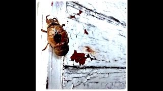 Snake Oil "Memory And Ghost"