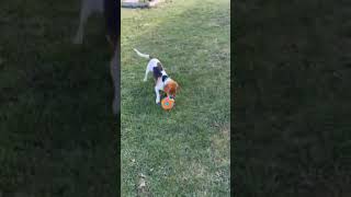 Video preview image #1 Beagle Puppy For Sale in Rootstown, OH, USA