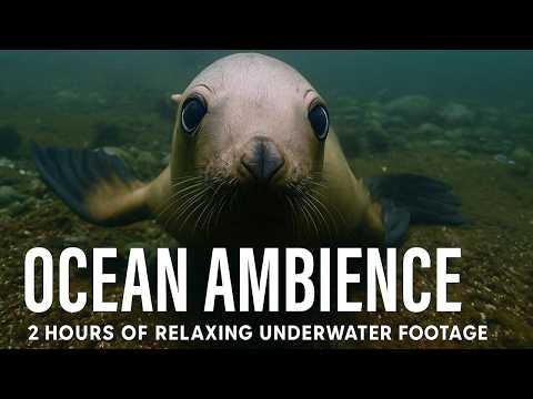Cold Water Ocean Relaxation – 2 Hour 4K Film from British Columbia’s Salish Sea with Peaceful Music