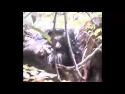 THE TROLL - filmed in Nova Scotia! WBR Golden Classics/Leo Frank & Solveig Folkerheim