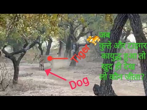 dog vs tiger fight
