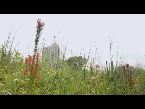 Constructing Park-Like at the Pulitzer Arts Foundation
