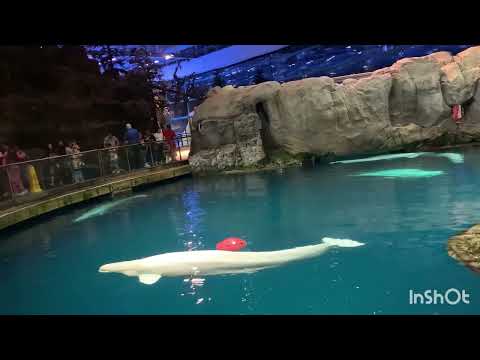  USA చీకాగో డౌనటౌన్ ఫిష్ ల్యాండ్స్ ,ఫిష్ ఆక్వారమ్ 🐠🐠 