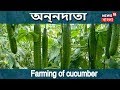 Farming Of Cucumber | ANNADATA