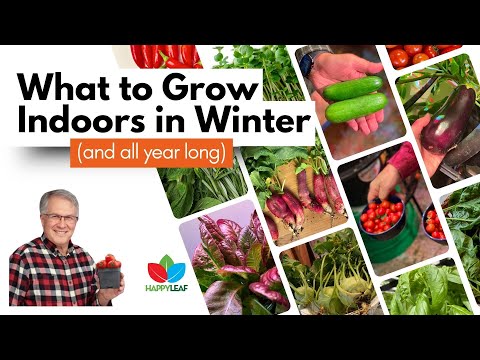 What to Grow Indoors In Winter – Veggies, Herbs & Year-Round Favorites