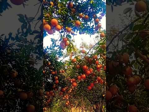 Orange Valley Of Bangladesh। #shorts #short #shortsfeed #fruit #love