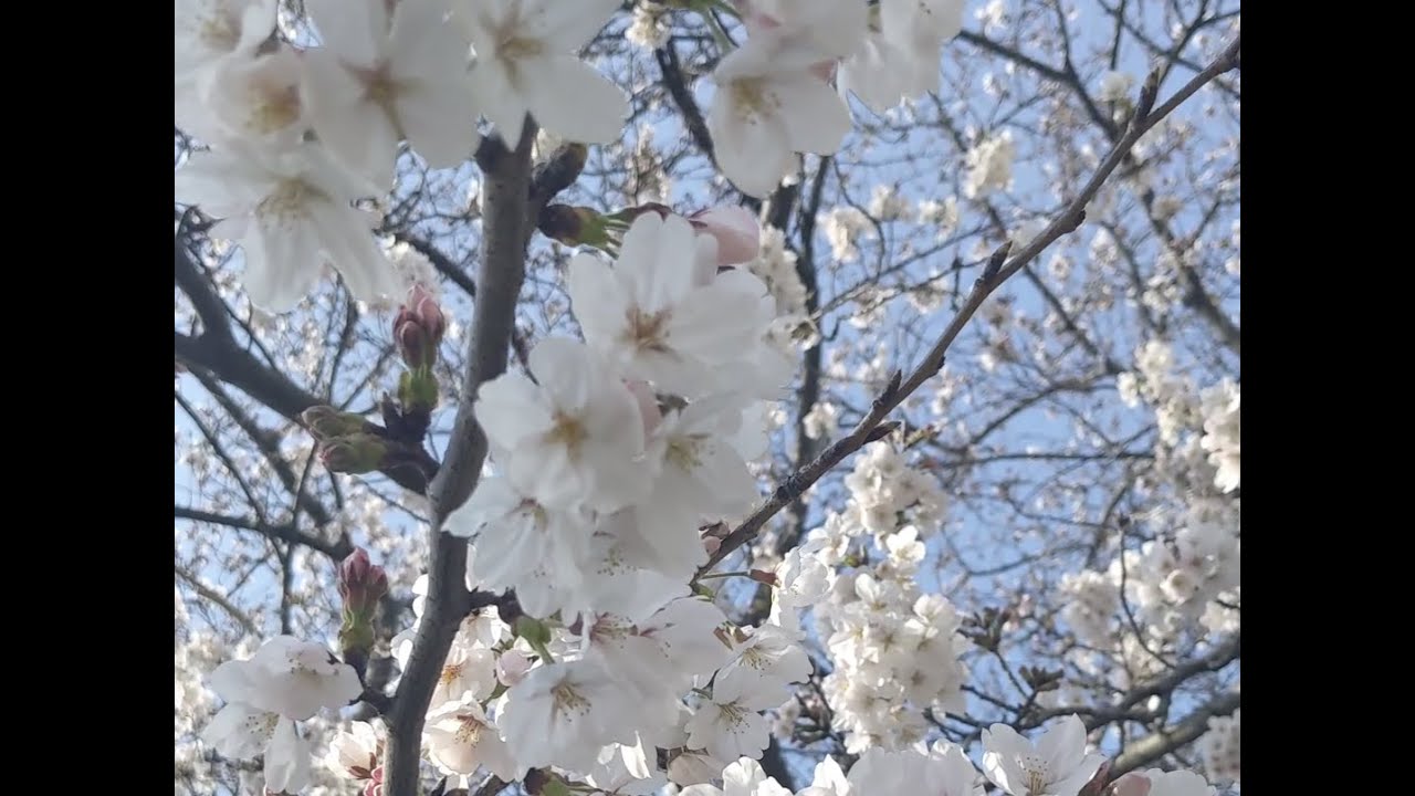 Cherry Blossom (Sakura) Japan 2026