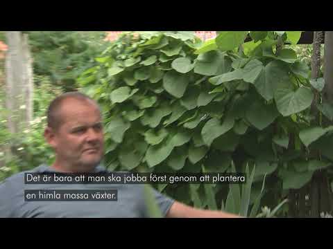 Plantera med John – Häckar