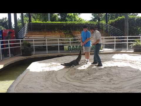 15 year old wrestles alligator at Gatorland