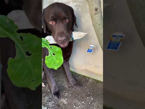 @gaetanoilfarabutto8307 ladro salumiere!!!