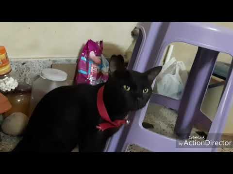 Little kitten Simba#yellow kitten#funny kitten#kittens world#