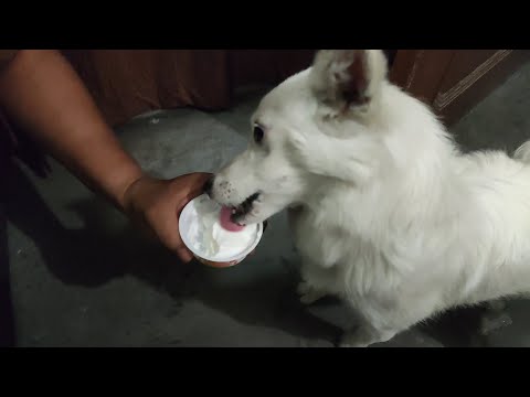 Oreo🐶 ne khaya first time ice cream|| Govind Mandal Vlogs ||#359 ||