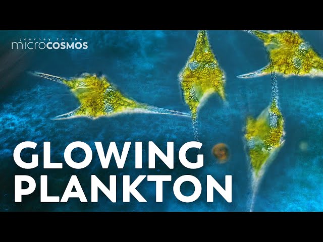 Video Pronunciation of dinoflagellates in English