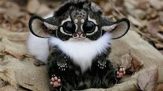 Weirdest Animals That Actually Exist!