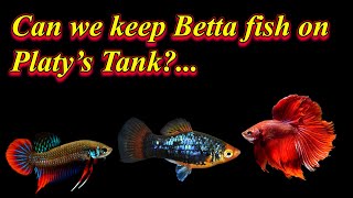 Comment Reply... Can we keep betta fish on platy’s tank?... / Fish Aquarium Tamil