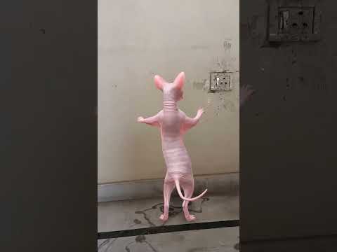 Billi boli meow 😹😹 #cat #cats #catvideos #shortsfeed