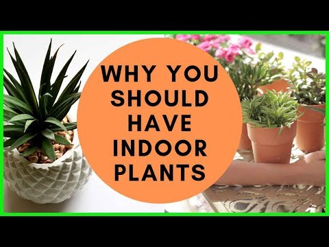 10 Reasons For Having INDOOR PLANTS in Your Home | Air Purifying Plants for Home| NASA TESTED