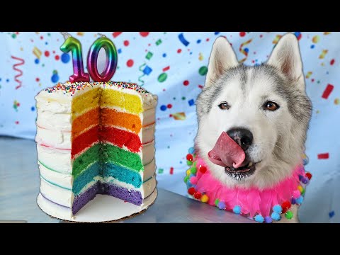 How To Make a Rainbow Birthday Cake For Dogs 🌈 DIY Dog Treats