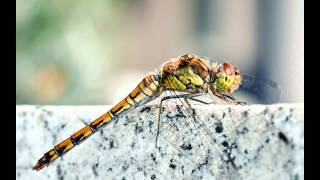 M.Craft - Dragonfly (Memro Bootleg remix) [DnB]