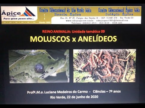 Moluscos e anelídeos - Ciências - 7º anos