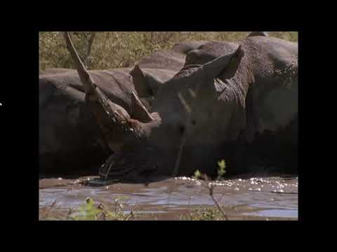 Terrapins cleaning rhinos