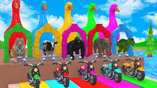 Long Slide Game With Cow Elephant Gorilla Hippopotamus Tiger 3d Animal Game Funny 3d Animals