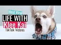 Life With Klee Kai | Most Viral TikTok Dog Videos | Mini Huskies