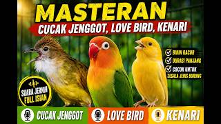 Download lagu MASTERAN JUARA JENGGOT LOVEBIRD KENARI JADI SATU mp3