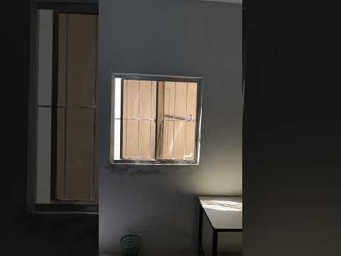 O galo de campina na escola em Dormentes Pernambuco.