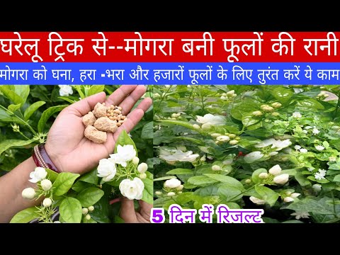मोगरा में बंपर फुल /इस घरेलू ट्रिक से, how to get bumper flower on Jasmine plant