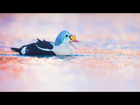 Naturfotografie Tutorial - Enten fotografieren