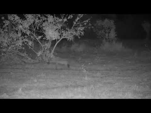 Djuma: Lone Hyena - 20:02 - 11/07/21