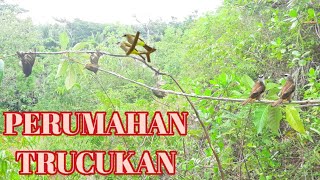 Download lagu MIKAT BURUNG TRUCUKAN SEKALI PANGGIL RIBUAN DATANG,, mp3