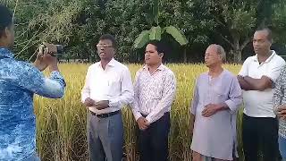 আগাম শস্য কর্তণ ব্রিধান 49