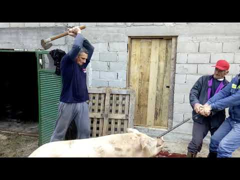 Klanje svinje od 160kg
