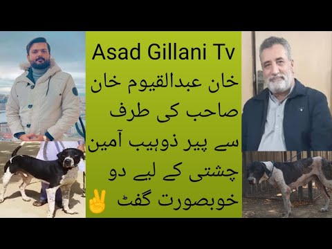 Best Pakistani Bully Breed Shoq Shikar of Khan Abdul Qayoom Khan Sb of Karachi Pakistan #doglover