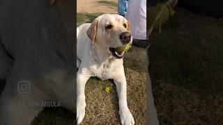 Download lagu Awaraaa #ytshorts #comedy #funny #labrador mp3 Download lagu Awaraaa #ytshorts #comedy #funny #labrador mp3