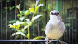 Download lagu suara burung CIBLEK GACOR NGEBREN Pancingan Ciblek Semi bahan jadikan ciblek kristal gacor Tarung mp3