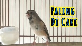 Download lagu AMPUH..,!!! Blackthroat Gacor Ngerol Panjang Masteran Blackthroat Paling Banyak Dicari - Terbaru mp3 Download lagu AMPUH..,!!! Blackthroat Gacor Ngerol Panjang Masteran Blackthroat Paling Banyak Dicari - Terbaru mp3