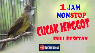 Download lagu masteran cucak jenggot full besetan mp3