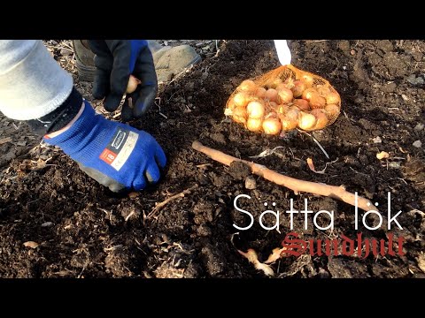 Sätta lök i standardiserad grävningsfria odlingsbäddar