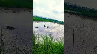 Download lagu tuhi ta badu Hamra ankhi putariya jaane more jiara me jarilagr ho #trainding #newsong #hariyanvigeet mp3 Download lagu tuhi ta badu Hamra ankhi putariya jaane more jiara me jarilagr ho #trainding #newsong #hariyanvigeet mp3