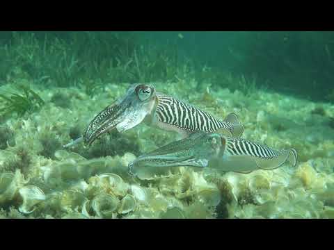 Two cuttlefish Sepia officinalis in Malta, Mediterranean