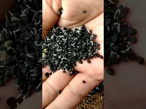 Onion seeds Germination.#onion #seedgermination #seed #germination #nature #vegetables
