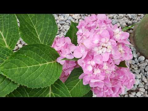 cara menaman hydragea /siti zubaidah melalui keratan batang