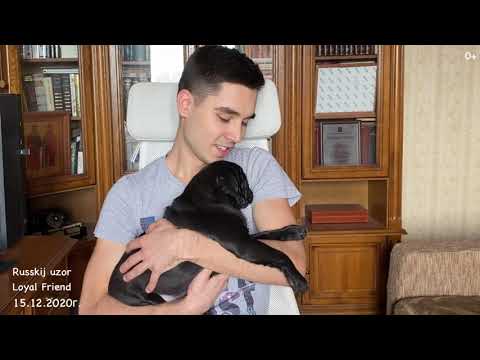Видеоотзыв владельца щенка мопса Loyal Friend